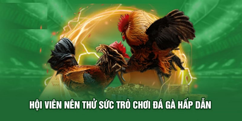 Cách tham gia cá cược, theo dõi các trận chiến đỉnh cao
