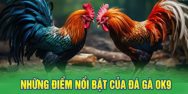Đá gà OK9 mang đến các trận đấu chất lượng nhất