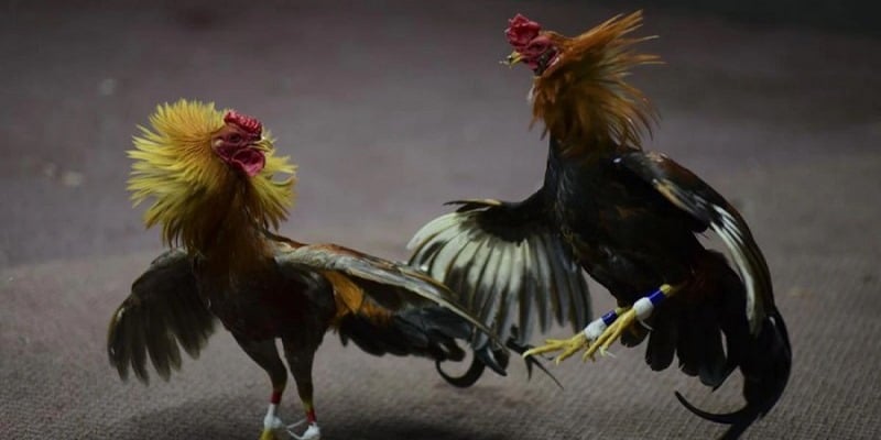 Tìm hiểu về đá gà trực tiếp C3